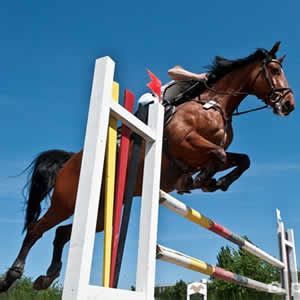 sogoturf|SUPER PRONOSTICS.